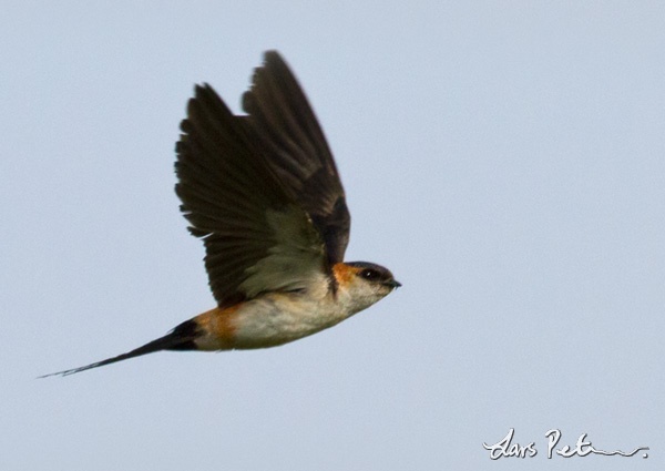 West African (Red-rumped) Swallow